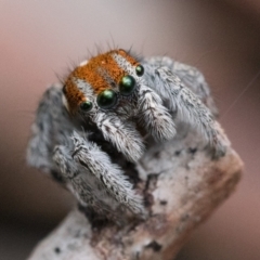 Maratus calcitrans (Kicking peacock spider) at Black Mountain - 16 Oct 2022 by patrickcox