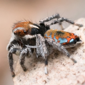 Maratus calcitrans at Bruce, ACT - 16 Oct 2022