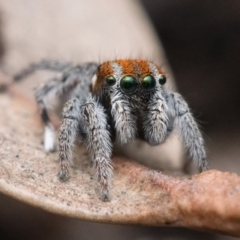 Maratus calcitrans at Bruce, ACT - 16 Oct 2022