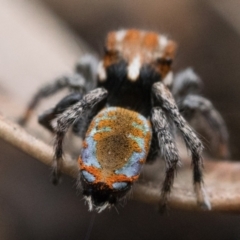 Maratus calcitrans at Bruce, ACT - 16 Oct 2022