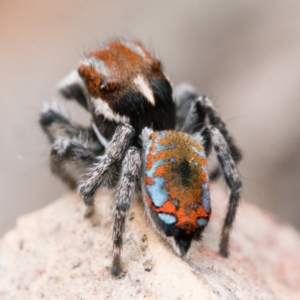 Maratus calcitrans at Bruce, ACT - 16 Oct 2022