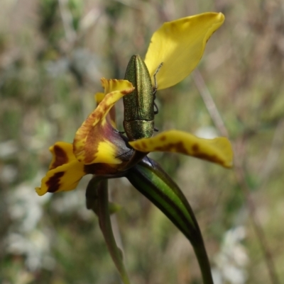Melobasis propinqua (Propinqua jewel beetle) at Piney Ridge - 16 Oct 2022 by RobG1