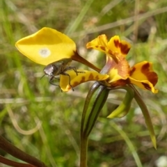 Melobasis propinqua at Stromlo, ACT - 16 Oct 2022