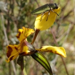 Melobasis propinqua at Stromlo, ACT - 16 Oct 2022