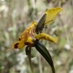 Melobasis propinqua at Stromlo, ACT - 16 Oct 2022