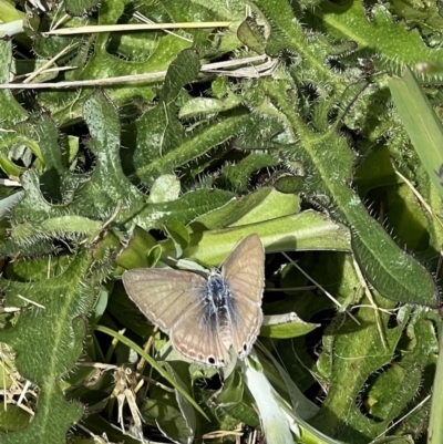 Lampides boeticus (Long-tailed Pea-blue) at Murrumbateman, NSW - 16 Oct 2022 by SimoneC