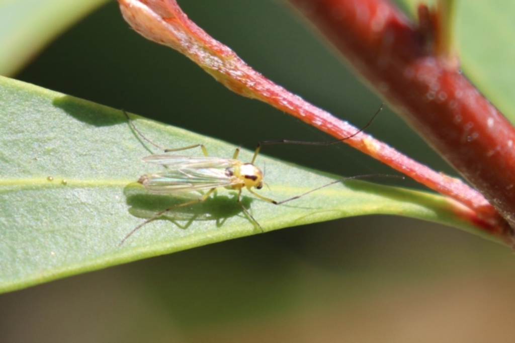 Chironomidae (family) at Bonython, ACT - 15 Oct 2022