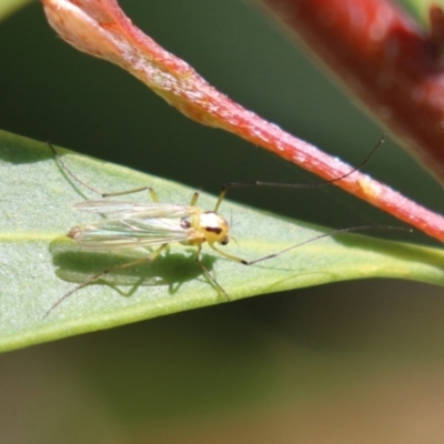 Chironomidae (family) (Non-biting Midge) at Bonython, ACT - 15 Oct 2022 by RodDeb