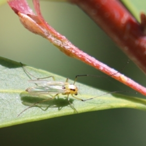 Chironomidae (family) at Bonython, ACT - 15 Oct 2022