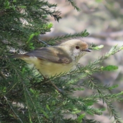 Acanthiza pusilla (Brown Thornbill) at Bonython, ACT - 15 Oct 2022 by RodDeb