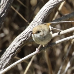 Acanthiza pusilla at Bonython, ACT - 15 Oct 2022