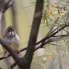 Acanthiza pusilla at Bonython, ACT - 15 Oct 2022