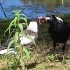 Gymnorhina tibicen (Australian Magpie) at Bonython, ACT - 15 Oct 2022 by RodDeb