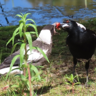 Gymnorhina tibicen (Australian Magpie) at Stranger Pond - 15 Oct 2022 by RodDeb