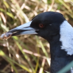 Gymnorhina tibicen at Bonython, ACT - 15 Oct 2022