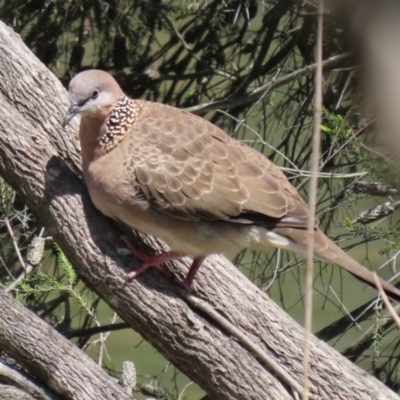Spilopelia chinensis (Spotted Dove) at Bonython, ACT - 15 Oct 2022 by RodDeb