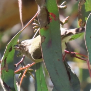 Smicrornis brevirostris at Bonython, ACT - 15 Oct 2022 11:51 AM