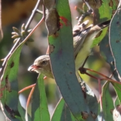 Smicrornis brevirostris at Bonython, ACT - 15 Oct 2022