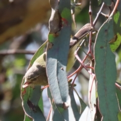 Smicrornis brevirostris at Bonython, ACT - 15 Oct 2022