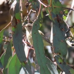 Smicrornis brevirostris at Bonython, ACT - 15 Oct 2022