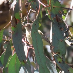 Smicrornis brevirostris at Bonython, ACT - 15 Oct 2022 11:51 AM