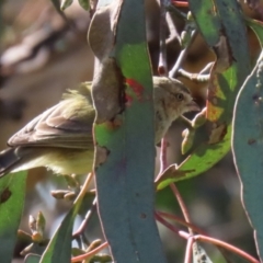 Smicrornis brevirostris at Bonython, ACT - 15 Oct 2022 11:51 AM