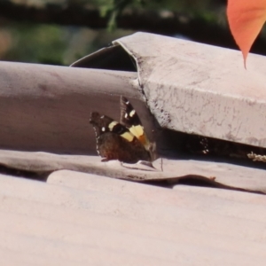 Vanessa itea at Macarthur, ACT - 15 Oct 2022 11:03 AM