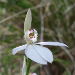 Caladenia carnea at Stromlo, ACT - suppressed