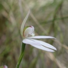 Caladenia carnea at Stromlo, ACT - suppressed