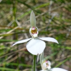 Caladenia carnea at Stromlo, ACT - 16 Oct 2022