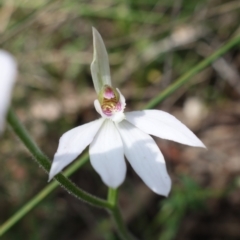 Caladenia carnea at Stromlo, ACT - suppressed