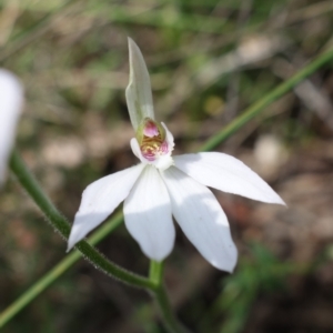 Caladenia carnea at Stromlo, ACT - suppressed