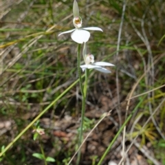 Caladenia carnea at Stromlo, ACT - 16 Oct 2022