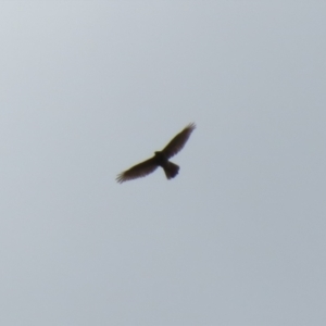 Accipiter fasciatus at Macarthur, ACT - 16 Oct 2022