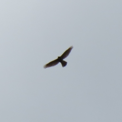 Tachyspiza fasciata (Brown Goshawk) at Macarthur, ACT - 16 Oct 2022 by RodDeb