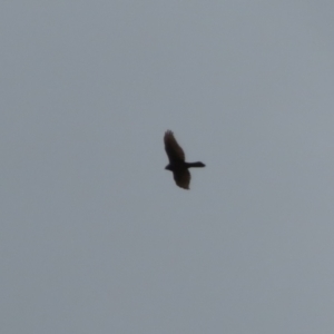 Accipiter fasciatus at Macarthur, ACT - 16 Oct 2022