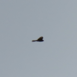 Accipiter fasciatus at Macarthur, ACT - 16 Oct 2022