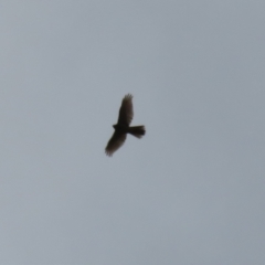 Tachyspiza fasciata at Macarthur, ACT - 16 Oct 2022