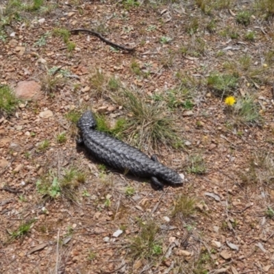 Tiliqua rugosa (Shingleback Lizard) at Bungendore, NSW - 16 Oct 2022 by clarehoneydove