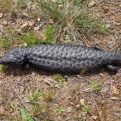 Tiliqua rugosa at Bungendore, NSW - 16 Oct 2022 01:46 PM