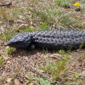 Tiliqua rugosa at Bungendore, NSW - 16 Oct 2022 01:46 PM