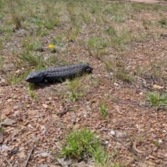 Tiliqua rugosa at Bungendore, NSW - 16 Oct 2022 01:46 PM