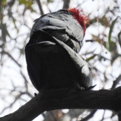 Callocephalon fimbriatum (Gang-gang Cockatoo) at Acton, ACT - 12 Oct 2022 by HelenCross