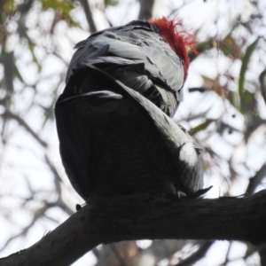 Callocephalon fimbriatum at Acton, ACT - 12 Oct 2022