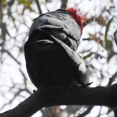 Callocephalon fimbriatum (Gang-gang Cockatoo) at Acton, ACT - 12 Oct 2022 by HelenCross