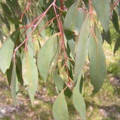 Eucalyptus dives (Broad-leaved Peppermint) at Urambi Hills - 16 Oct 2022 by MatthewFrawley