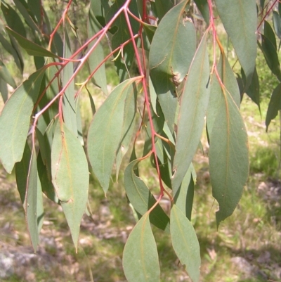 Eucalyptus dives (Broad-leaved Peppermint) at Kambah, ACT - 16 Oct 2022 by MatthewFrawley