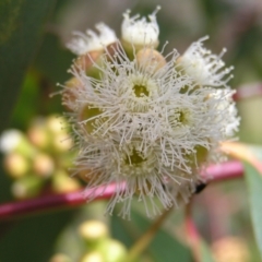 Eucalyptus dives at Kambah, ACT - 16 Oct 2022 01:48 PM