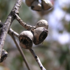 Eucalyptus dives at Kambah, ACT - 16 Oct 2022 01:48 PM