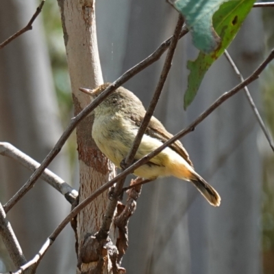 Acanthiza reguloides (Buff-rumped Thornbill) at Piney Ridge - 16 Oct 2022 by RobG1